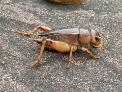 Tarbinskiellus portentosus
