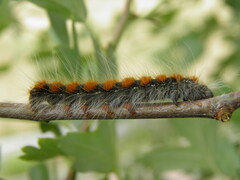 Eriogaster lanestris