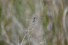 Sympetrum danae