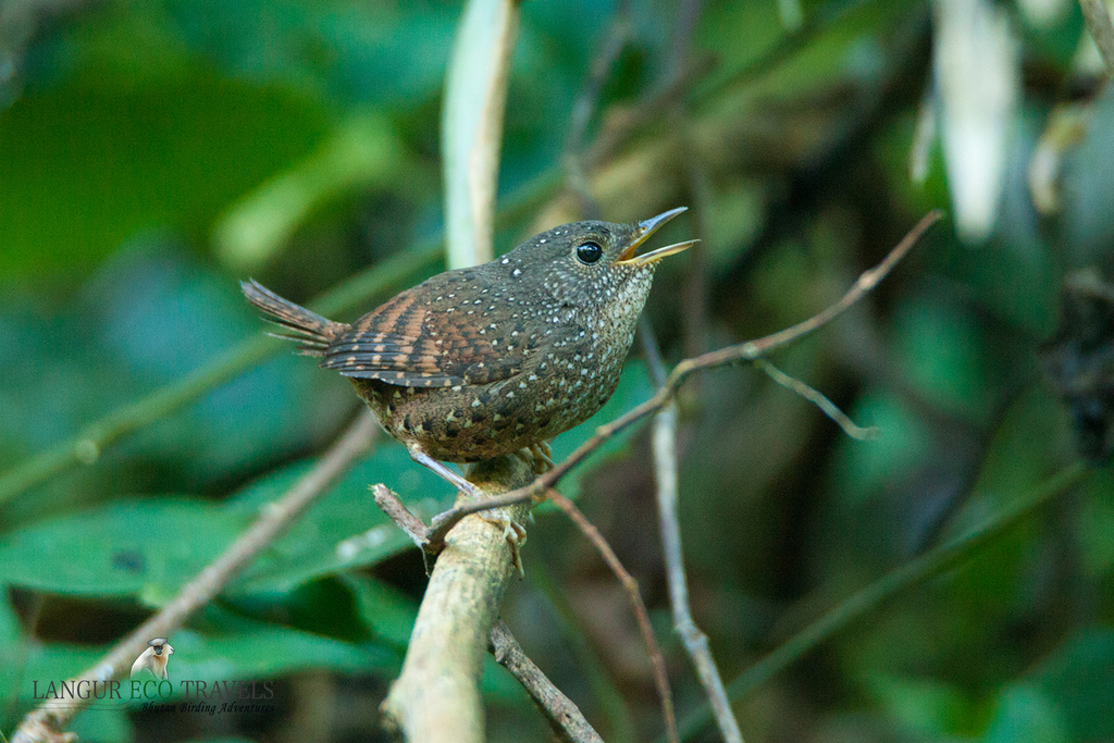 Spotted Elachura
