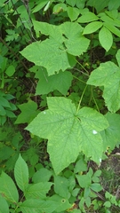 Rubus parviflorus