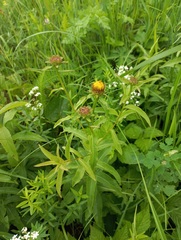 Pentanema salicinum