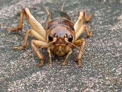 Tarbinskiellus portentosus