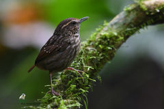 Eyebrowed Wren-Babbler photo 3