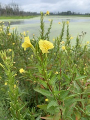 Oenothera parviflora