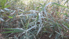 Phragmites australis australis