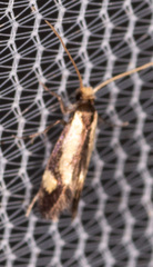 Isocorypha mediostriatella