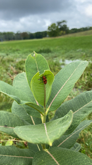 Tetraopes tetrophthalmus