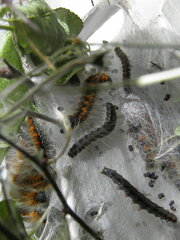 Eriogaster lanestris