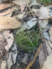 Festuca occidentalis
