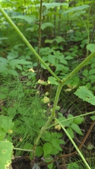 Rubus parviflorus