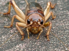 Tarbinskiellus portentosus
