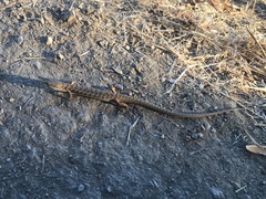 Elgaria multicarinata