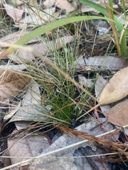 Festuca occidentalis
