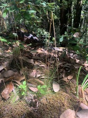 Festuca occidentalis