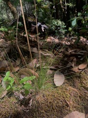 Festuca occidentalis