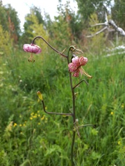 Lilium martagon pilosiusculum