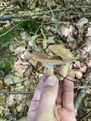 Cerioporus squamosus