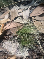 Festuca occidentalis