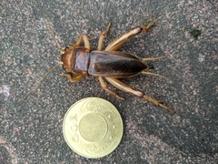 Tarbinskiellus portentosus