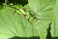 Eupholidoptera chabrieri