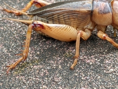 Tarbinskiellus portentosus