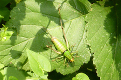 Eupholidoptera chabrieri