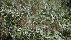 Phragmites australis australis