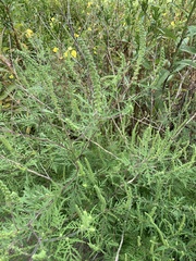 Ambrosia artemisiifolia