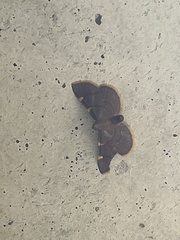 Hypsopygia