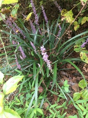 Liriope