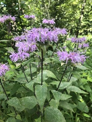 Monarda
