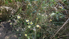 Tripleurospermum inodorum