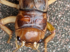 Tarbinskiellus portentosus