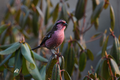 Carpodacus thura