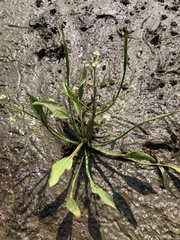 Alisma