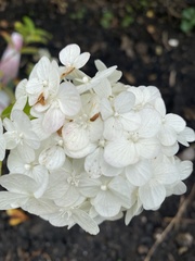 Hydrangea paniculata