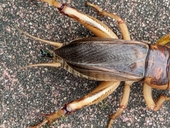 Tarbinskiellus portentosus