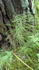 Equisetum