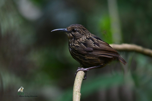 Long-billed Wren-Babbler