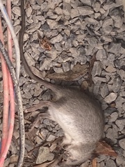 Rattus rattus