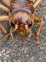 Tarbinskiellus portentosus