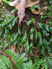 Lemmaphyllum rostratum