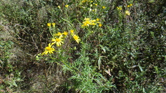 Senecio flaccidus