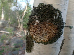 Melanohalea olivacea