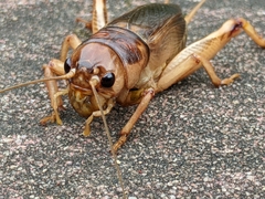 Tarbinskiellus portentosus