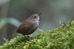 Pnoepyga pusilla