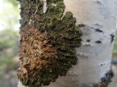 Melanohalea olivacea