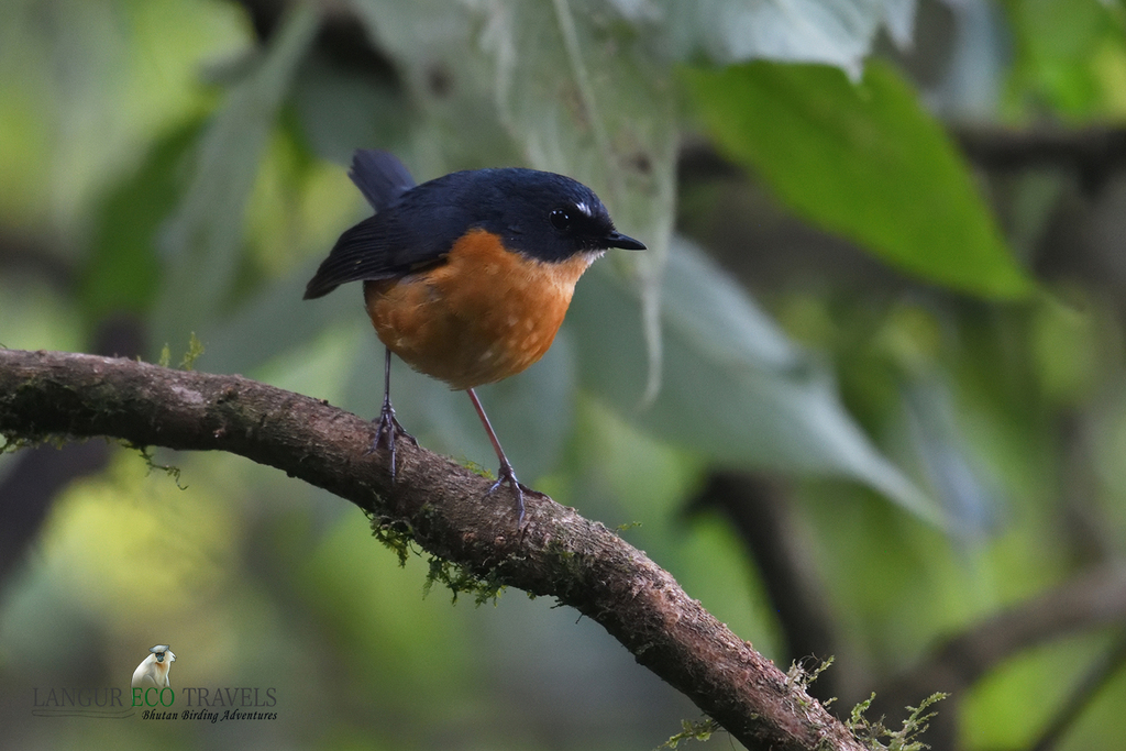 Rusty-Bellied Shortwing