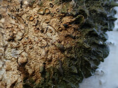 Melanohalea olivacea